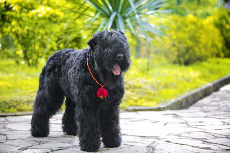 Тибетский терьер черный