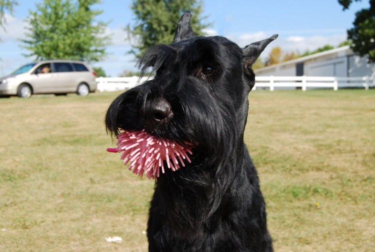 Собака Сталина черный русский терьер