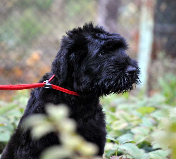 Чёрный терьер после стрижки