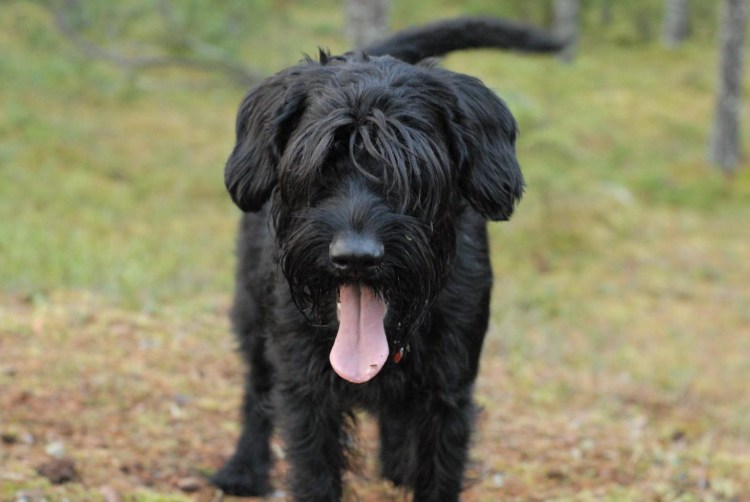 Ризеншнауцер стойка Выставочная