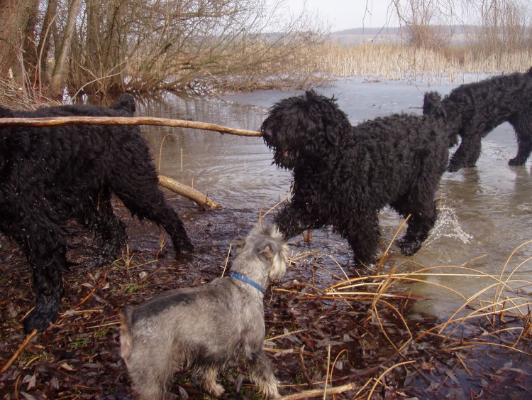 Черный терьер собака Сталина