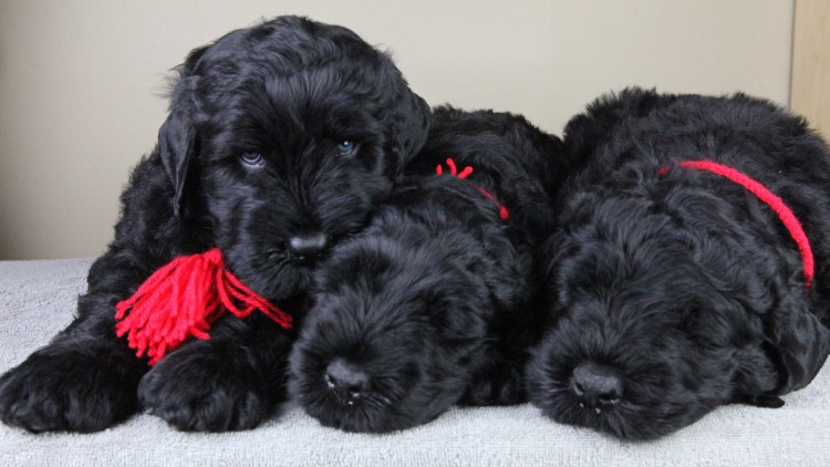 Черный терьер (русский черный терьер)