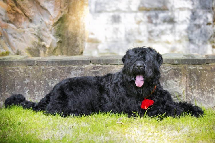 Ризеншнауцер и русский черный терьер