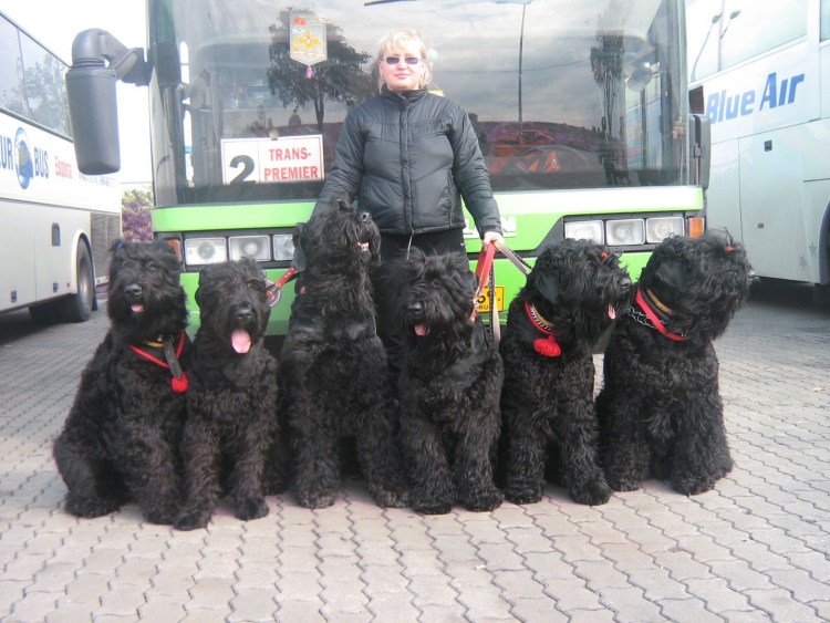 Ризеншнауцер собака Сталина