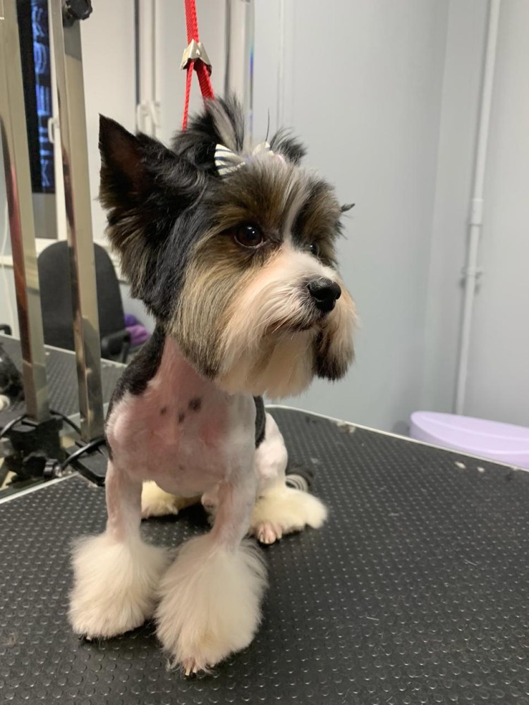 Бивер-Йоркширский терьер стриженный