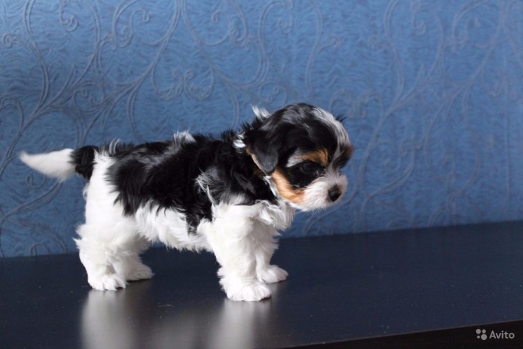 Бивер-Йоркширский терьер