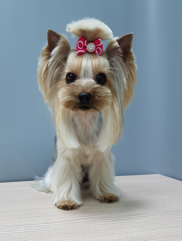 Бивер Йоркширский голдаст стриженный