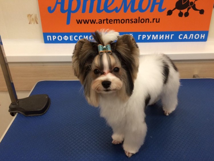 Бивер Мерле стрижка