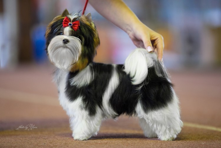 Бивер мальчик