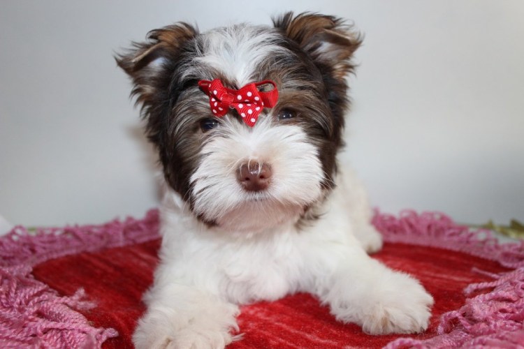 Шерсть Бивер Йорка