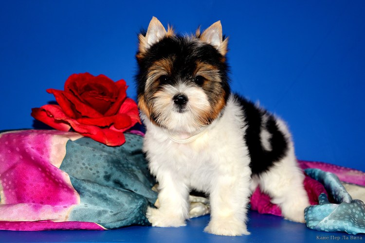 Стрижка Бивер Йорка