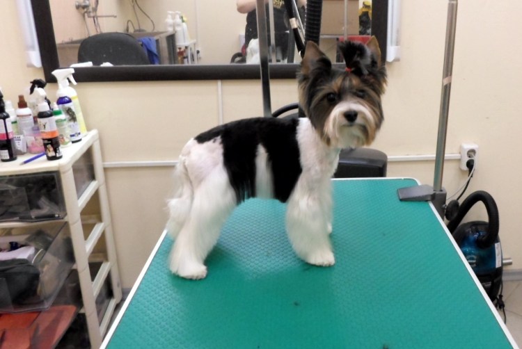 Полностью стриженный Бивер Йорк