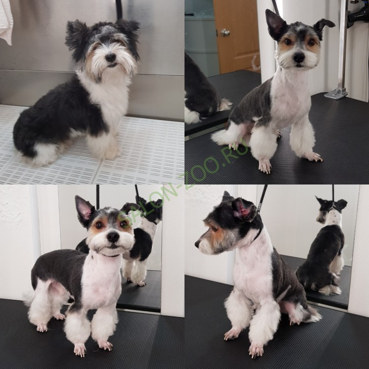 Бивер Йоркширский терьер выставочный