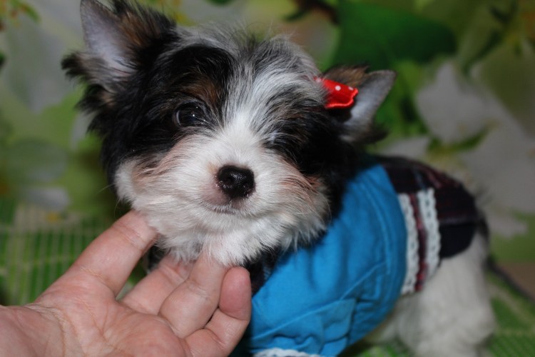 Бивер Йорк и мальтезе