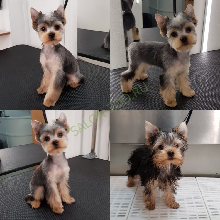 Бивер Йорк стандарт породы