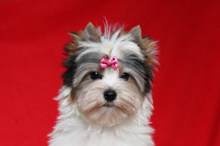 Бивер-Йоркширский терьер стрижки