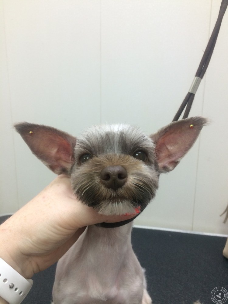 Груминг бивера