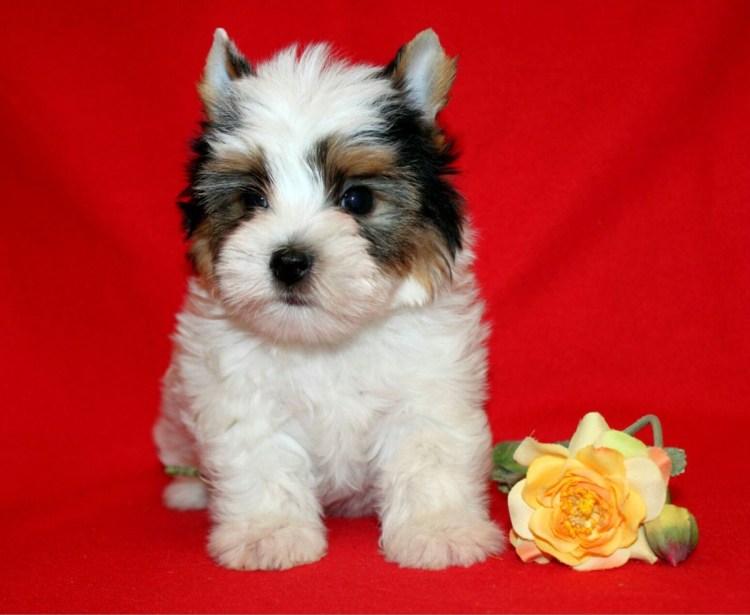 Бивер-Йоркширский терьер