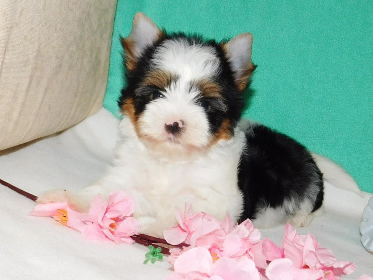 Груминг Бивер Йорка