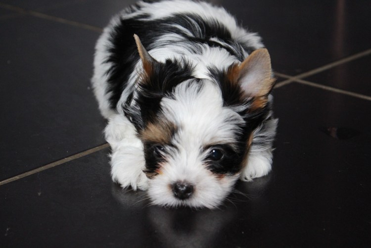 Стрижка бивера максимально коротким ножом голова круглая маленькая