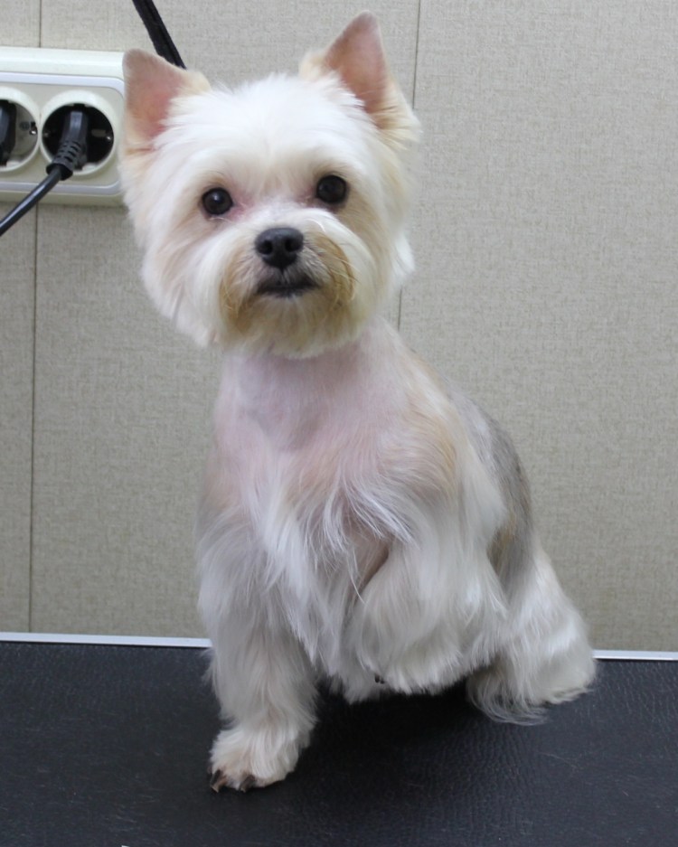 Бивер волосы