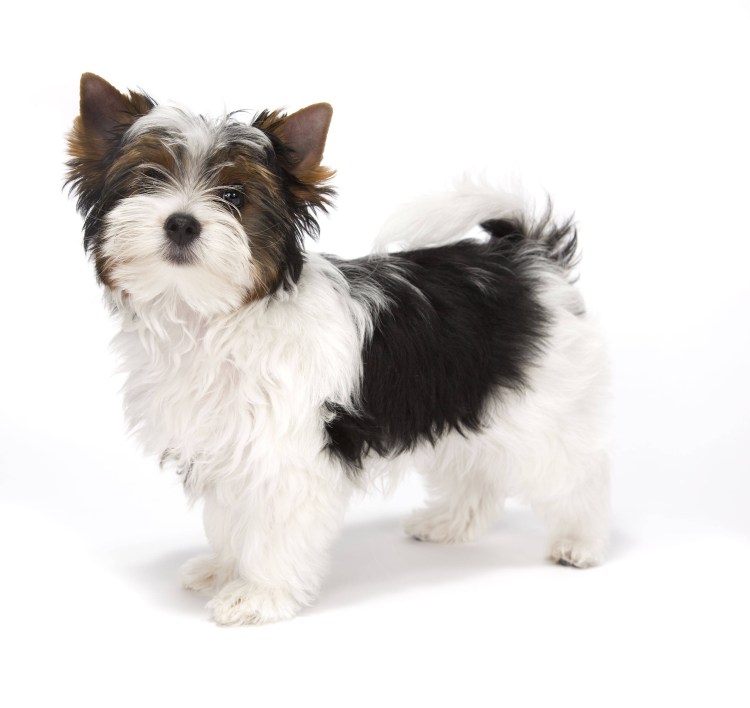 Собака Бивер Йорк цена и фото