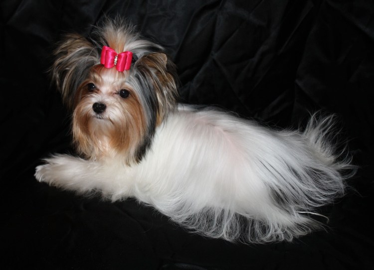 Бивер Йорк полосатый