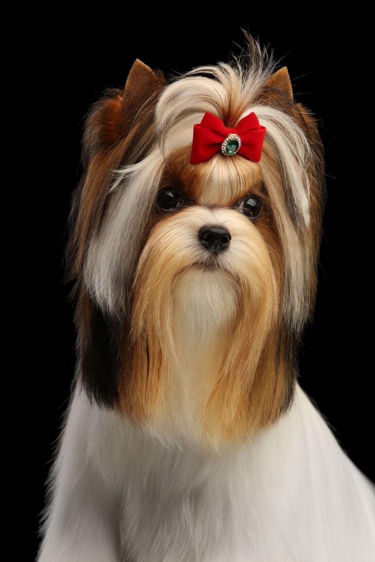 Стрижка собаки Бивер Йорка