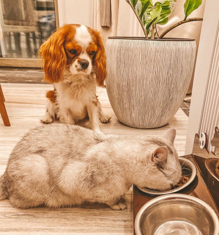 Собака как у Бородиной порода