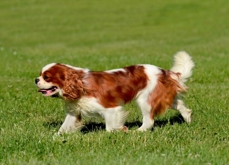 Шантик Бородина