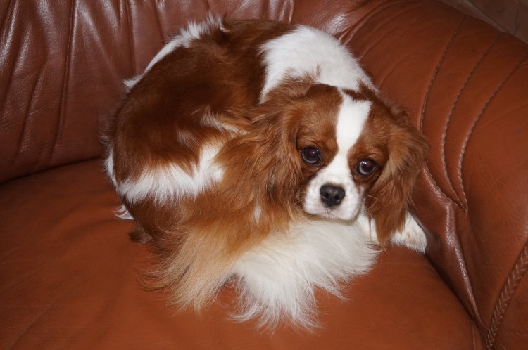 Бигль кошки против собак