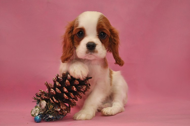 Кинг Чарльз спаниель Бородина