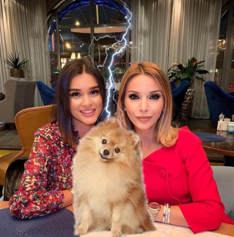 Собака Ксении Бородиной порода