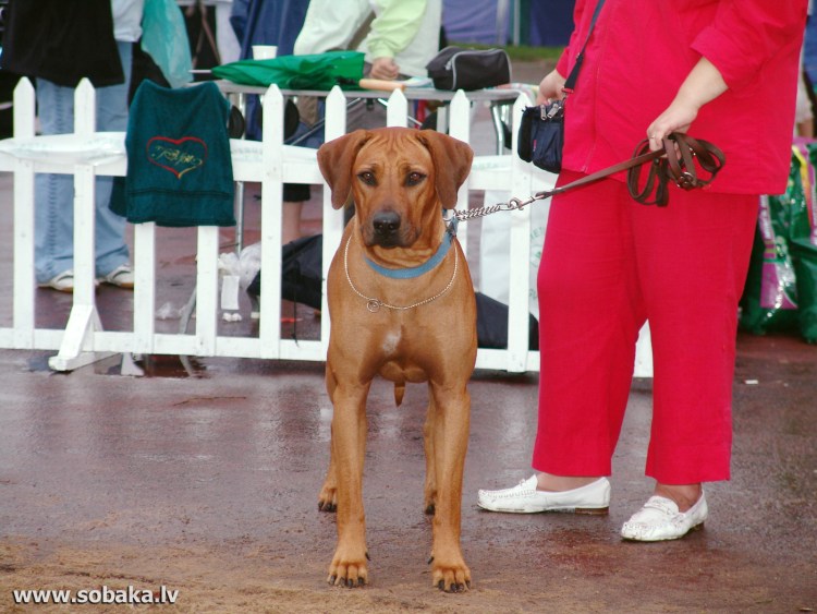 Собака Ольги Орловой порода