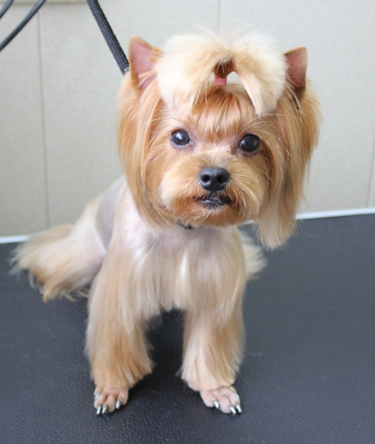 Йоркширский терьер корейская стрижка