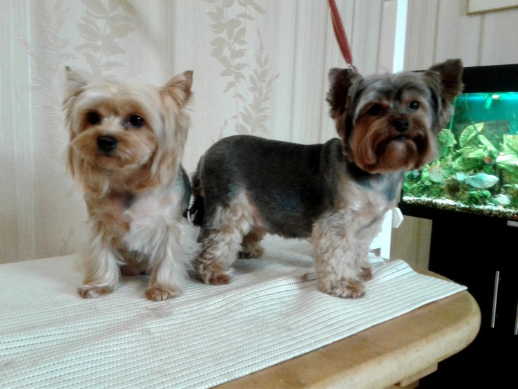 Йорик "инако"