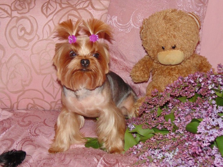 Йорк стрижка бэби фэйс