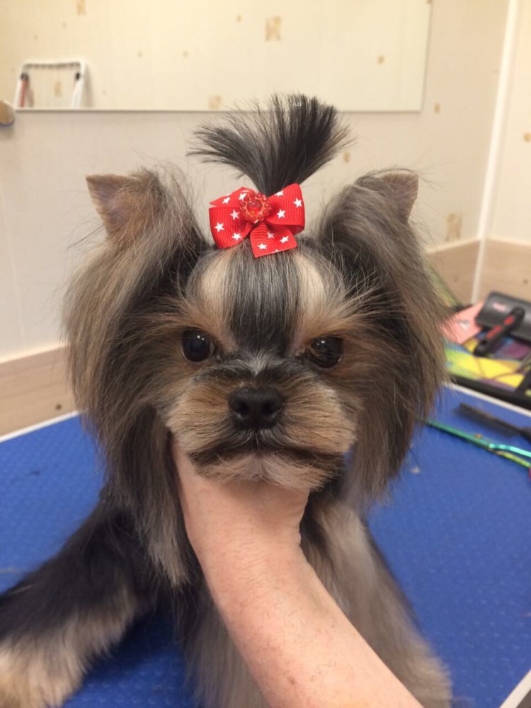 Стрижка Йорка