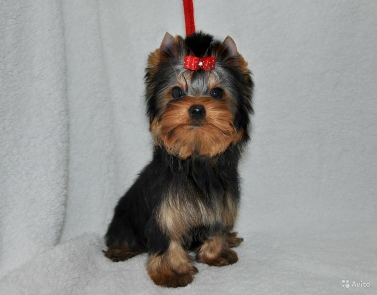 Ештерьерский терьер