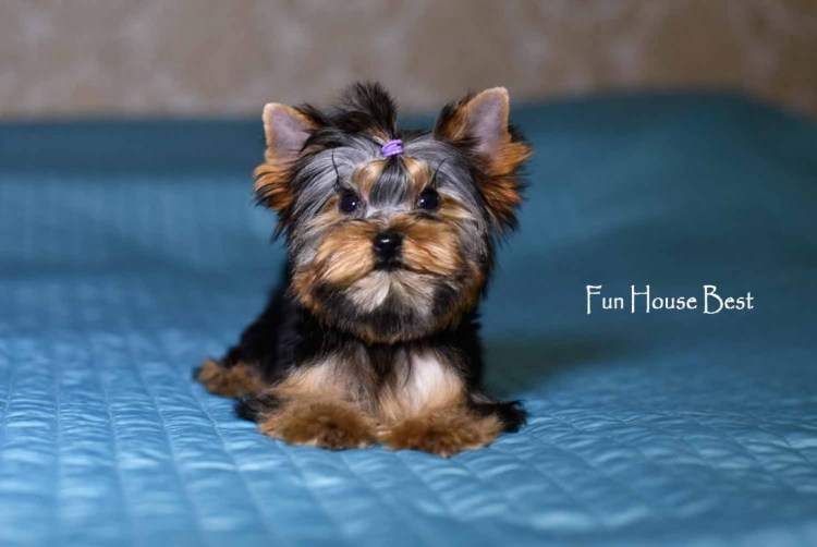 Стрижка ершский терьер