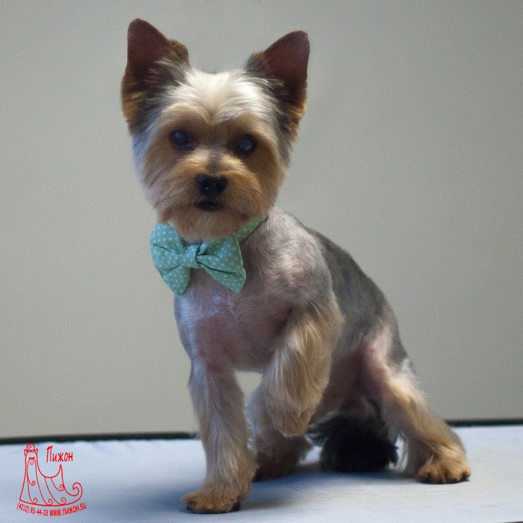 Стрижки для йорков девочек 2022