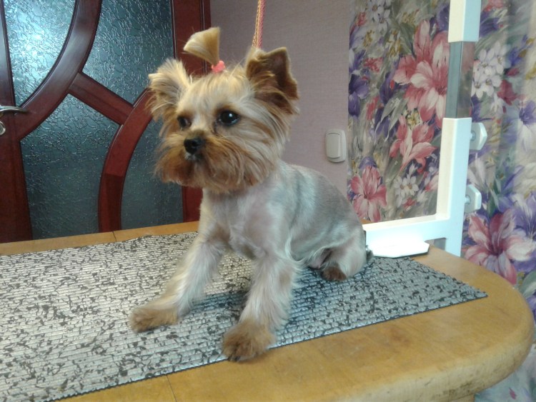 Беби фейс Йоркширский терьер стрижка