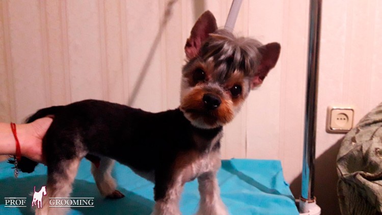 Стрижка Йорка под машинку