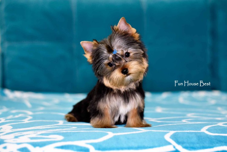 Стрижка Йорка Беби фейс мальчика