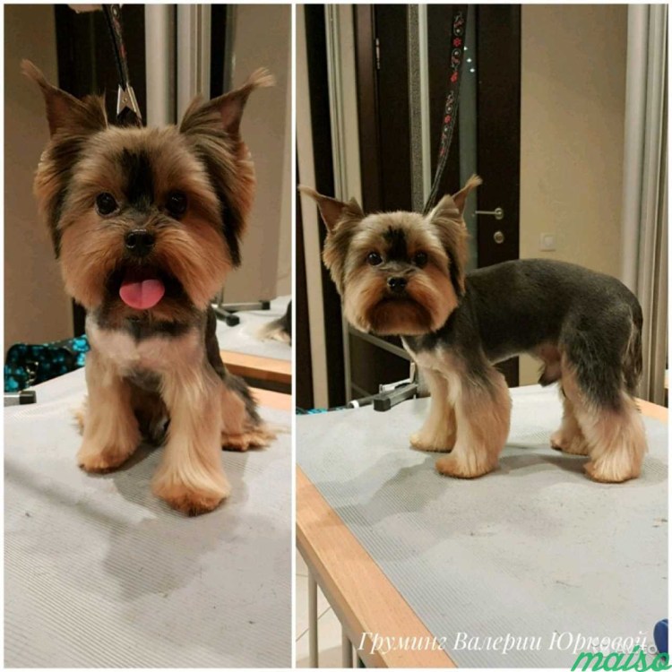 Шоколадный Йоркширский терьер стрижка