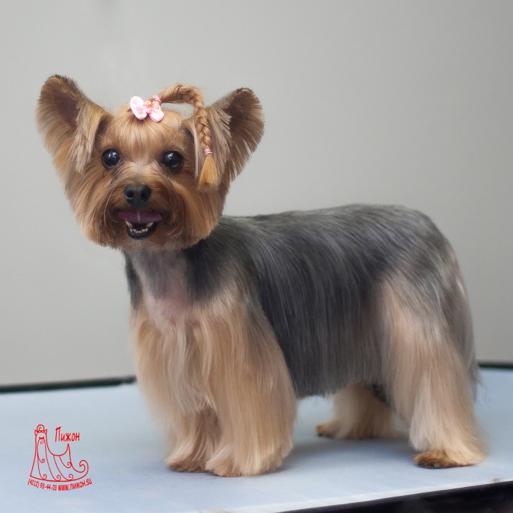 Стрижка корейка для йорков