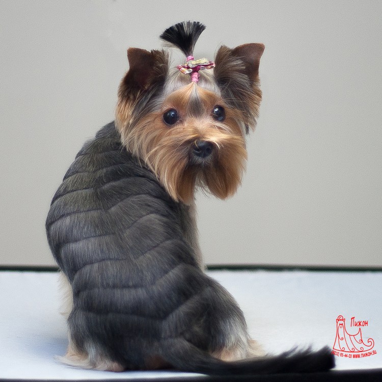 Стрижки йоркширского терьера мальчика