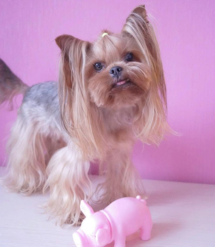 Причёски для йорков девочек