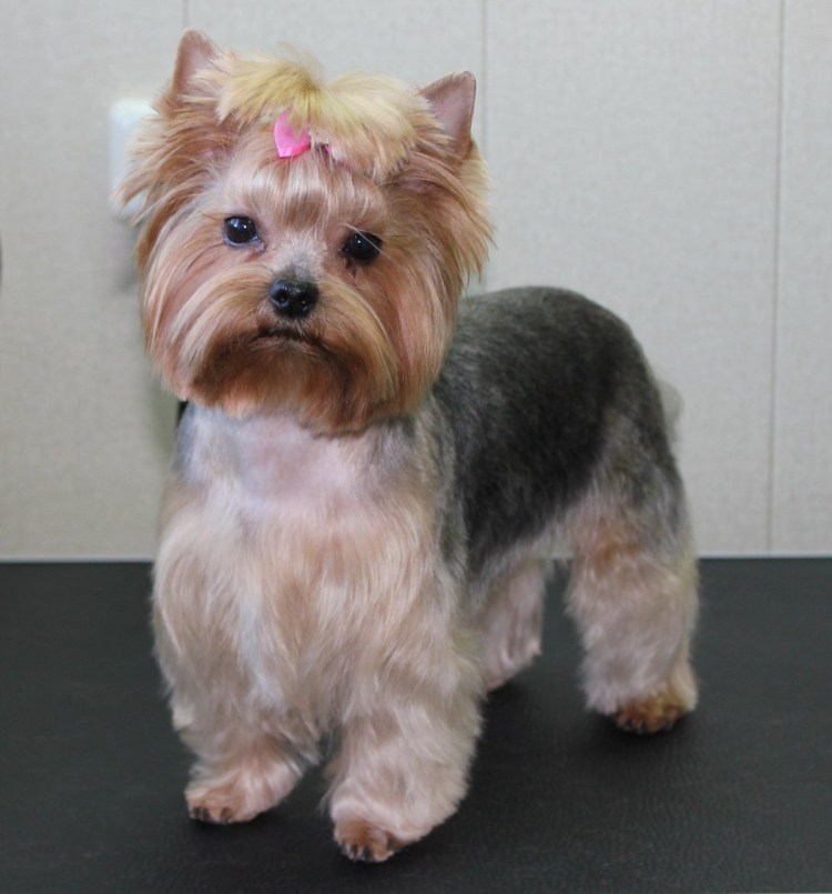 Стрижки йорков мальчиков щенков 5 месяцев грумминг