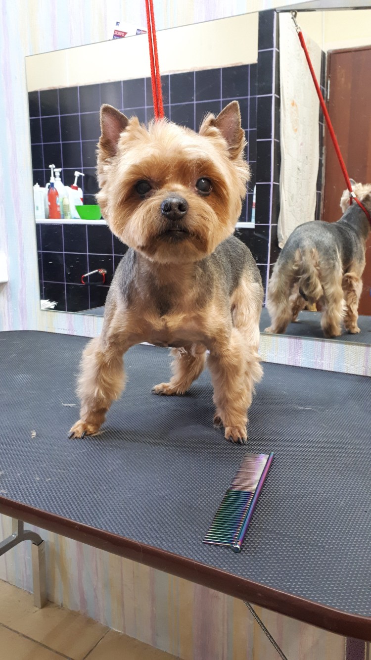 Йоркширский терьер Микки